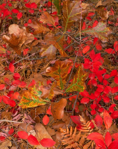 Forest Detail, Cattus Island, Ocean County, NJ (MF).jpg Forest Detail, Cattus Island, Ocean County, NJ (MF).jpg